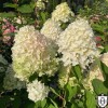 Hydrangea paniculata 'Sugar Rush' - Aedhortensia 'Sugar Rush' C5/5L